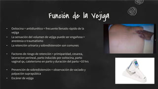 - Oxitocina = antidiurético = frecuente llenado rápido de la
vejiga
- La sensación del volumen de vejiga puede ser engañosa =
anestesia o traumatismo
- La retención urinaria y sobredistensión son comunes
- Factores de riesgo de retención = primiparidad, cesarea,
laceracion perineal, parto inducido por oxitocina, parto
vaginal qx, cateterismo en parto y duración del parto >10 hrs
- Prevención de sobredistensión = observación de vaciado y
palpación suprapúbica
- Escáner de vejiga
Función de la Vejiga
 
