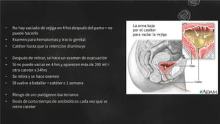 - No hay vaciado de vejiga en 4 hrs después del parto = no
puede hacerlo
- Examen para hematomas y tracto genital
- Catéter hasta que la retención disminuye
- Después de retirar, se hace un examen de evacuación
- Si no puede vaciar en 4 hrs y aparecen más de 200 ml =
otro cateter x 24hrs
- Se retira y se hace examen
- SI vuelve a batallar = catéter c 1 semana
- Riesgo de uro patógenos bacterianos
- Dosis de corto tiempo de antibióticos cada vez que se
retire cateter
 