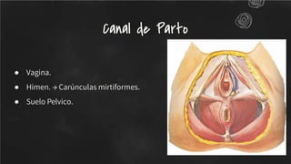 ● Vagina.
● Himen. → Carúnculas mirtiformes.
● Suelo Pelvico.
Canal de Parto
 
