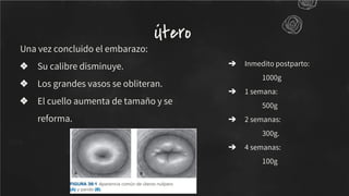 Una vez concluido el embarazo:
❖ Su calibre disminuye.
❖ Los grandes vasos se obliteran.
❖ El cuello aumenta de tamaño y se
reforma.
Útero
➔ Inmedito postparto:
1000g
➔ 1 semana:
500g
➔ 2 semanas:
300g.
➔ 4 semanas:
100g
 