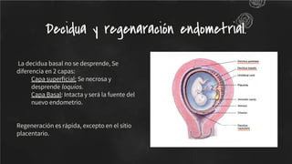 La decidua basal no se desprende, Se
diferencia en 2 capas:
Capa superﬁcial: Se necrosa y
desprende loquios.
Capa Basal: Intacta y será la fuente del
nuevo endometrio.
Regeneración es rápida, excepto en el sitio
placentario.
Decidua y regenaración endometrial.
 