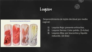 Desprendimiento de tejido decidual por medio
vaginal:
1) Loquios Rojo: presente eritrocitos.
2) Loquios Seroso: Color palido. (3-4 días)
3) Loquios Alba: por leucocitos y líquido
reducido. (10 días)
Loquios
 