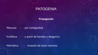 PATOGENIA
Propagación
•Mucosa por contigüidad
•Linfática a partir de heridas y desgarros
•Hemática invasión de vasos venosos
 