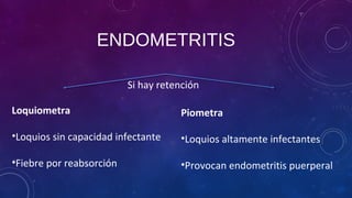 ENDOMETRITIS
Si hay retención
Loquiometra
•Loquios sin capacidad infectante
•Fiebre por reabsorción
Piometra
•Loquios altamente infectantes
•Provocan endometritis puerperal
 
