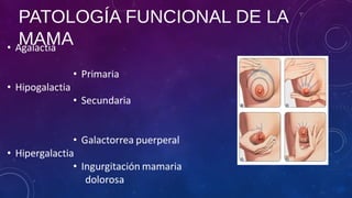 PATOLOGÍA FUNCIONAL DE LA
MAMA
 