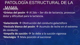 PATOLOGÍA ESTRUCTURAL DE LA
MAMAADQUIRIDAS
•Grietas del pezón  Al 2do – 3er día de lactancia, provocan
dolor y dificultad para la lactancia.
•Galactocele  Obstrucción del conducto galactóforo
•Vesícula blanca del pezón  Acumulo de leche en el extremo
de conducto
•Ampolla de succión  Se debe a la succión vigorosa
•Mastalgia  Mala posición al succionar
 