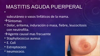 MASTITIS AGUDA PUERPERAL
•
subcutáneo o vasos linfáticos de la mama.
Síntomas
• Dolor, eritema, induración o masa, fiebre, leucocitosis
con neutrofilia.
Agente causal mas frecuente
• Staphylococcus aureus
• E. Coli
• Estreptococo
• neumococo.
 