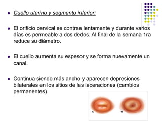  Cuello uterino y segmento inferior:
 El orificio cervical se contrae lentamente y durante varios
días es permeable a dos dedos. Al final de la semana 1ra
reduce su diámetro.
 El cuello aumenta su espesor y se forma nuevamente un
canal.
 Continua siendo más ancho y aparecen depresiones
bilaterales en los sitios de las laceraciones (cambios
permanentes)
 