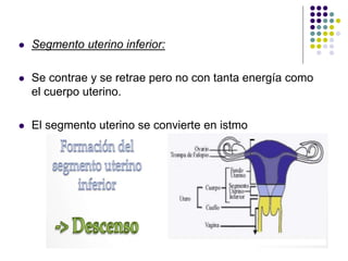  Segmento uterino inferior:
 Se contrae y se retrae pero no con tanta energía como
el cuerpo uterino.
 El segmento uterino se convierte en istmo
 