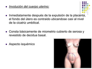  Involución del cuerpo uterino:
 Inmediatamente después de la expulsión de la placenta,
el fondo del útero es contraido ubicandose casi al nivel
de la cicatriz umbilical.
 Consta básicamente de miometrio cubierto de serosa y
revestido de decidua basal.
 Aspecto isquémico
 