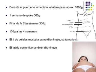  Durante el puerperio inmediato, el útero pesa aprox. 1000g.
 1 semana después 500g
 Final de la 2da semana 300g
 100g a las 4 semanas
 El # de células musculares no disminuye, su tamaño si.
 El tejido conjuntivo también disminuye
 