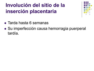 Involución del sitio de la
inserción placentaria
 Tarda hasta 6 semanas
 Su imperfección causa hemorragia puerperal
tardía.
 