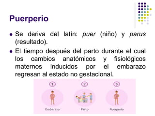 Puerperio
 Se deriva del latín: puer (niño) y parus
(resultado).
 El tiempo después del parto durante el cual
los cambios anatómicos y fisiológicos
maternos inducidos por el embarazo
regresan al estado no gestacional.
 