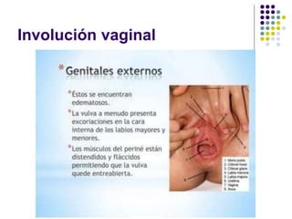 Involución vaginal
 