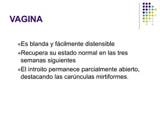 VAGINA
Es blanda y fácilmente distensible
Recupera su estado normal en las tres
semanas siguientes
El introito permanece parcialmente abierto,
destacando las carúnculas mirtiformes.
 