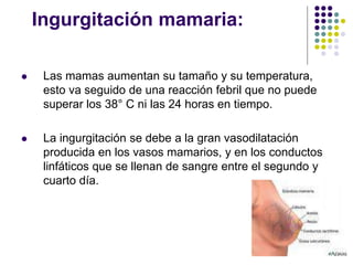 Ingurgitación mamaria:
 Las mamas aumentan su tamaño y su temperatura,
esto va seguido de una reacción febril que no puede
superar los 38° C ni las 24 horas en tiempo.
 La ingurgitación se debe a la gran vasodilatación
producida en los vasos mamarios, y en los conductos
linfáticos que se llenan de sangre entre el segundo y
cuarto día.
 