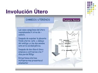 Involución Útero
 