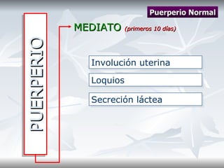 PUERPERIO MEDIATO  (primeros 10 días) Puerperio Normal Involución uterina Loquios Secreción láctea 