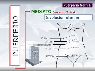 PUERPERIO MEDIATO  (primeros 10 días) Puerperio Normal Involución uterina 2cms X día 