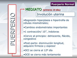 PUERPERIO MEDIATO  (primeros 10 días) Puerperio Normal Involución uterina Regresión hiperplasia e hipertrofia de células miometriales; Cambios endometriales importantes 1 contracción/ 10’’, indoloras Cerviz al principio: dehiscente, flácido, congestivo Post-parto: disminución longitud, adquiere firmeza y espesor OCI se cierra al 12º día OCE se cierra más lentamente 