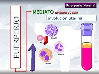 PUERPERIO MEDIATO  (primeros 10 días) Puerperio Normal Involución uterina 