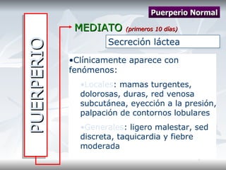 PUERPERIO MEDIATO  (primeros 10 días) Puerperio Normal Secreción láctea  Clínicamente aparece con fenómenos: Locales : mamas turgentes, dolorosas, duras, red venosa subcutánea, eyección a la presión, palpación de contornos lobulares Generales : ligero malestar, sed discreta, taquicardia y fiebre moderada 