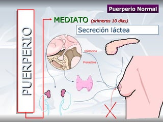 PUERPERIO MEDIATO  (primeros 10 días) Puerperio Normal Secreción láctea  Insulina TSH ACTH T 3  - T 4 Corticosteroides Prolactina Oxitocina Estrógenos y Progesteronas 