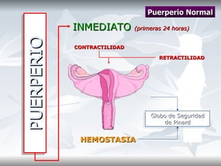 PUERPERIO INMEDIATO  (primeras 24 horas) Puerperio Normal RETRACTILIDAD CONTRACTILIDAD Globo de Seguridad de Pinard HEMOSTASIA 