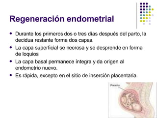 Regeneración endometrial
 Durante los primeros dos o tres días después del parto, la
decidua restante forma dos capas.
La capa superficial se necrosa y se desprende en forma
de loquios
La capa basal permanece íntegra y da origen al
endometrio nuevo.
Es rápida, excepto en el sitio de inserción placentaria.



 