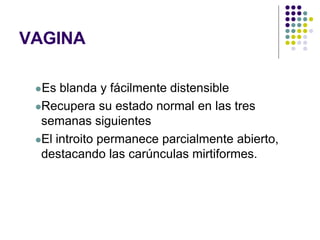 VAGINA
Es blanda y fácilmente distensible
Recupera su estado normal en las tres
semanas siguientes
El introito permanece parcialmente abierto,
destacando las carúnculas mirtiformes.
 
