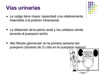 Vias urinarias
 La vejiga tiene mayor capacidad y es relativamente
insensible a la presión intravesical.
 La dilatación de la pelvis renal y los uréteres remite
durante el puerperio tardío
 Alto filtrado glomerular en la primera semana del
puerperio (diuresis de 3 L/día en el puerperio precoz)
 