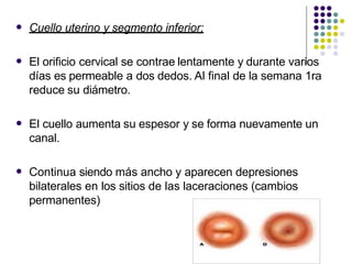  Cuello uterino y segmento inferior:
 El orificio cervical se contrae lentamente y durante varios
días es permeable a dos dedos. Al final de la semana 1ra
reduce su diámetro.
 El cuello aumenta su espesor y se forma nuevamente un
canal.
 Continua siendo más ancho y aparecen depresiones
bilaterales en los sitios de las laceraciones (cambios
permanentes)
 