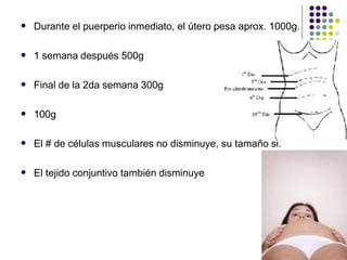  Durante el puerperio inmediato, el útero pesa aprox. 1000g.
 1 semana después 500g
 Final de la 2da semana 300g
 100g
 El # de células musculares no disminuye, su tamaño si.
 El tejido conjuntivo también disminuye
 