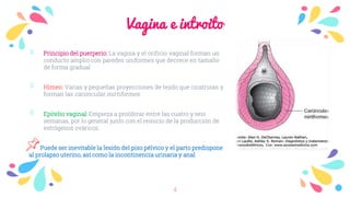 presentacion-sobre-puerperio-fisiol-gico-pptx