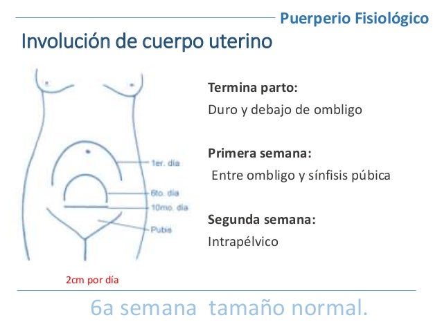Puerperio fisiológico (Introducion)