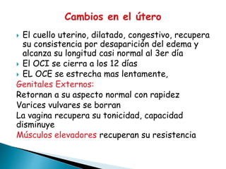  El cuello uterino, dilatado, congestivo, recupera
su consistencia por desaparición del edema y
alcanza su longitud casi normal al 3er día
 El OCI se cierra a los 12 días
 EL OCE se estrecha mas lentamente,
Genitales Externos:
Retornan a su aspecto normal con rapidez
Varices vulvares se borran
La vagina recupera su tonicidad, capacidad
disminuye
Músculos elevadores recuperan su resistencia
 