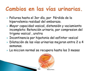  Poliurea hasta el 3er día, por Pérdida de la
hipervolemia residual del embarazo.
 Mayor capacidad vesical, distensión y vaciamiento
incompleto: Retención urinaria, por compresion del
trigono vesical , uretra
 Incontinencia por hipotonia del esfinter vesical
 Dilatación de las vías urinarias mejoran entre 2 a 4
semanas.
 La miccion normal se recupera hasta los 3 meses
 