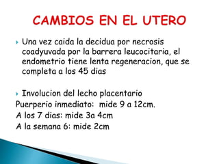  Una vez caida la decidua por necrosis
coadyuvada por la barrera leucocitaria, el
endometrio tiene lenta regeneracion, que se
completa a los 45 dias
 Involucion del lecho placentario
Puerperio inmediato: mide 9 a 12cm.
A los 7 dias: mide 3a 4cm
A la semana 6: mide 2cm
 
