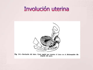 Involución uterina