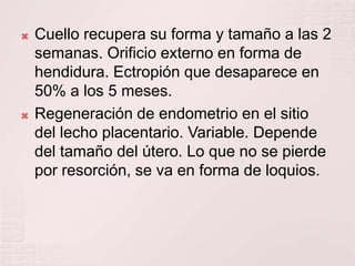 Cuello recupera su forma y tamaño a las 2 semanas. Orificio externo en forma de hendidura. Ectropión que desaparece en 50% a los 5 meses.Regeneración de endometrio en el sitio del lecho placentario. Variable. Depende del tamaño del útero. Lo que no se pierde por resorción, se va en forma de loquios.