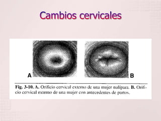 Cambios cervicales