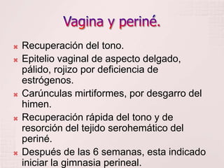 Vagina y periné.Recuperación del tono.Epitelio vaginal de aspecto delgado, pálido, rojizo por deficiencia de estrógenos.Carúnculas mirtiformes, por desgarro del himen.Recuperación rápida del tono y de resorción del tejido serohemático del periné.Después de las 6 semanas, esta indicado iniciar la gimnasia perineal.