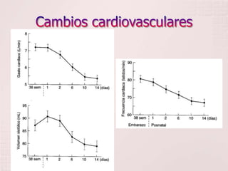 Cambios cardiovasculares