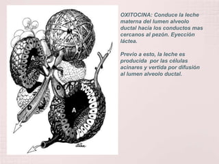 OXITOCINA: Conduce la leche materna del lumen alveolo ductal hacia los conductos mas cercanos al pezón. Eyección láctea.Previo a esto, la leche es producida  por las células acinares y vertida por difusión al lumen alveolo ductal.