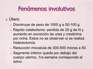 Fenómenos involutivosÚtero. Disminuye de peso de 1000 g a 50-100 g.Rápido catabolismo: perdida de 20 g de N y aumento en excreción de urea y creatinina por orina. Estos no se observan si se realiza histerectomía.Reducción miocelula de 300-500 micras a 50.Segmento inferior queda por debajo del cuerpo uterino, 1ra semana corresponde al istmo.