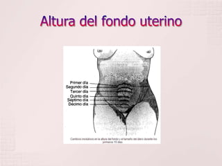 Altura del fondo uterino