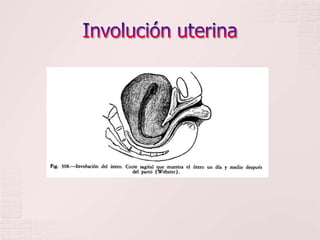 Involución uterina
