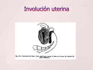 Involución uterina