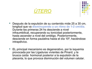 ÚTERO
 Después de la expulsión de su contenido mide 25 a 30 cm,
longitud que va disminuyendo a un ritmo de 1-2 cm/día.
Durante las primeras 24 hs desciende a nivel
infraumbilical, recuperando su tonicidad posteriormente,
hasta ascender a nivel del ombligo. Posteriormente,
desciende en forma paulatina hasta el día 10º, haciéndose
intrapélvico.
 EL principal mecanismo es degenerativo, por la isquemia
provocada por las Ligaduras vivientes de Pinard, y la
brusca caída hormonal posterior a la expulsión de la
placenta, lo que provoca disminución del volumen celular.
 