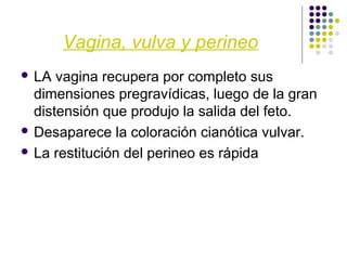 Vagina, vulva y perineo
 LA vagina recupera por completo sus
dimensiones pregravídicas, luego de la gran
distensión que produjo la salida del feto.
 Desaparece la coloración cianótica vulvar.
 La restitución del perineo es rápida
 